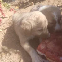 توله سگ نژاد افغان اصل