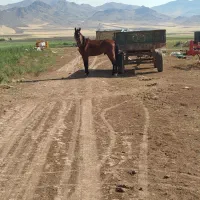 فروشاسب|اسب و تجهیزات اسبسواری|قیدار, |دیوار