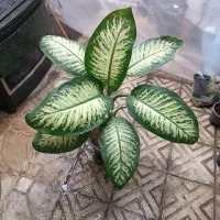 گل و گیاه آپارتمانی