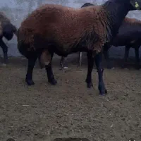 بره نر هموزیگوت ، هموزایگوت ، قوچ