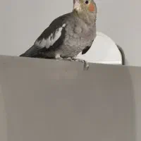 عروس هلندی 4ماهه