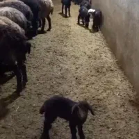 گوسفند میش بره دار (آبسن)