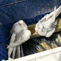 عروس هلندی دوکت البینو|پرنده|ساوه, |دیوار