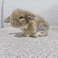 توله خرگوش لوپ هلندی