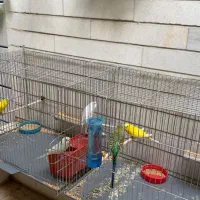 پرنده مرغ عشق