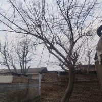 درخت فروشی|خدمات باغبانی و درختکاری|گرگان, |دیوار