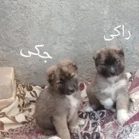 توله دوماهه ، هر دو نر ، قیمت هر کدام 5 میلیون