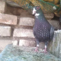 کفتر نرسیاپلنگ نرسبزرسمی