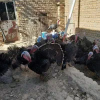 فروش بوغلمون محلی فروشی