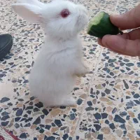 خرگوش به همراه قفس