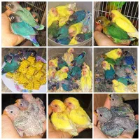 جوجه طوطی کوتوله برزیلی سرلاکی،نرم خور