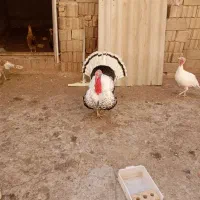 بوقلمون نر و ماده