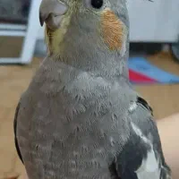 فروش یا معاوضه