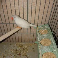 فنچ ماده|پرنده|شیراز, شهرک قمشه|دیوار