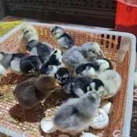 جوجه هراندان