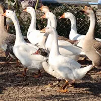 فروش تخم قوغاز چینی سنکین وزن|حیوانات مزرعه|اردبیل, |دیوار