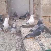 کفتر|پرنده|دهدشت, |دیوار