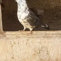 کفتر قاره|پرنده|نهاوند, |دیوار