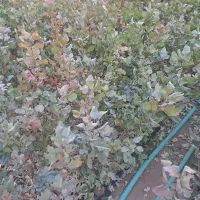 نهال پسته موحد|خدمات باغبانی و درختکاری|مهریز, |دیوار