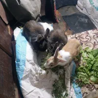 خرگوش|موش و خرگوش|اردبیل, |دیوار