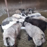 بره چاق|حیوانات مزرعه|بیضا, |دیوار