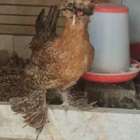 مرغ سلطان بومی و جوان