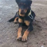 گمشده|سگ|اراک, |دیوار