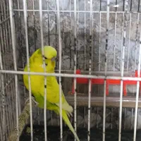 مرغ عشق انگلیسی گریدaو کوتوله مارال|پرنده|تهران, لویزان|دیوار