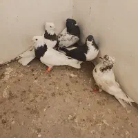 کبوترکفتر|پرنده|مشهد, آزادشهر|دیوار