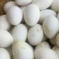 تخم مرغ محلی نطفه دار و تخم قوغاز نطفه دار