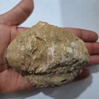 فسیل