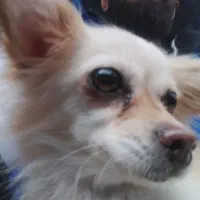 فروش سگ شیواوا