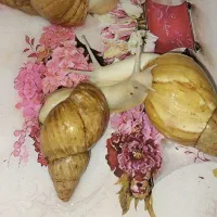 فروش حلزون|خزنده|قم, علی آباد سعدگان|دیوار