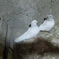 صید|پرنده|تربت جام, والفجر|دیوار