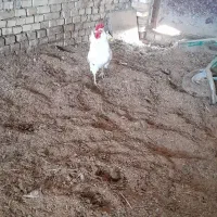 خروس صحیح وسالم