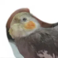 عروس هلندی گم شده