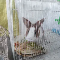 خرگوش|موش و خرگوش|چناران, |دیوار