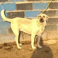 واگذاری سگ ماچه سراب گوسفندی تظمینی