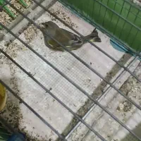 سهره سبز|پرنده|کرج, حصارک پایین|دیوار