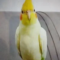 گمشده