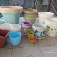 گلدون|گل و گیاه طبیعی|شیروان (خراسان), |دیوار