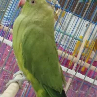 طوطی ملنگو گمشده