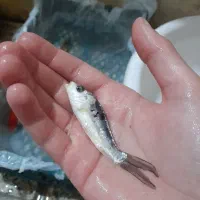 ماهی‌مولد‌وکوی