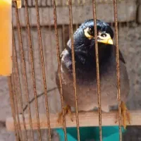 یک عدد مرغ مینا سخنگو