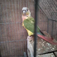 طوطی گرینچک