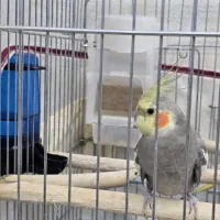 دو عدد عروس هلندی (نر)(ماده) به همراه قفس ۱۰۳۲|پرنده|شهریار, شهریار|دیوار