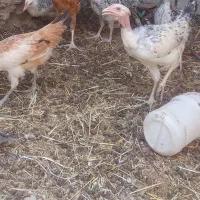 خروس دورگه محلی  و. جوجه محلی ۱۰۰در۱۰۰