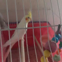 عروس هلندی یه جفت. ۲۵۰۰|پرنده|لالجین, |دیوار