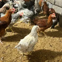 خروس و مرغ محلی درشت|حیوانات مزرعه|دابودشت, |دیوار