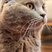 گربه بریتیش یک جفت نر و ماده